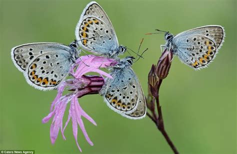 What flowers do butterflies like most. The beautiful butterflies which look like exotic plants as ...
