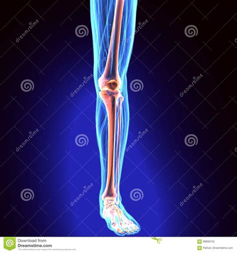 Ejemplo 3d De La Tibia Pieza Del Esqueleto Humano Stock De