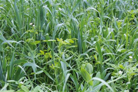 Organic Whole Crop Silage Mix