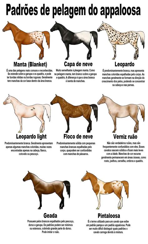Raça De Cavalo Appaloosa