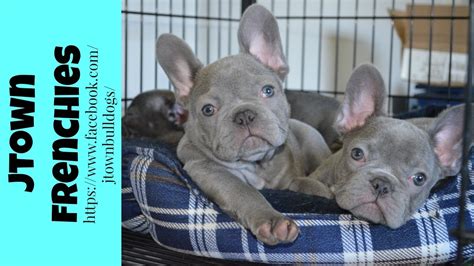 While french bulldog colors vary depending on the parents' genes, what these incredible dogs are most known for is their adorable and charming demeanor. LILAC AND BLUE FRENCH BULLDOGS - YouTube