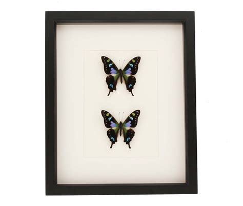 Butterfly Collections Framed Graphium Weiskei Bug Under Glass
