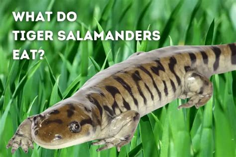 What Do Tiger Salamanders Eat Pets From Afar