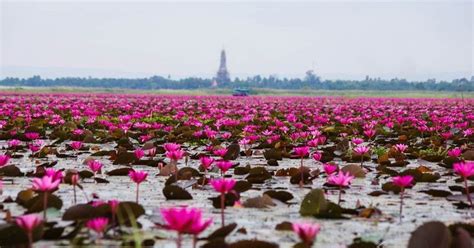Red Lotus Lake Kumphawapi Thailand Amusing Planet