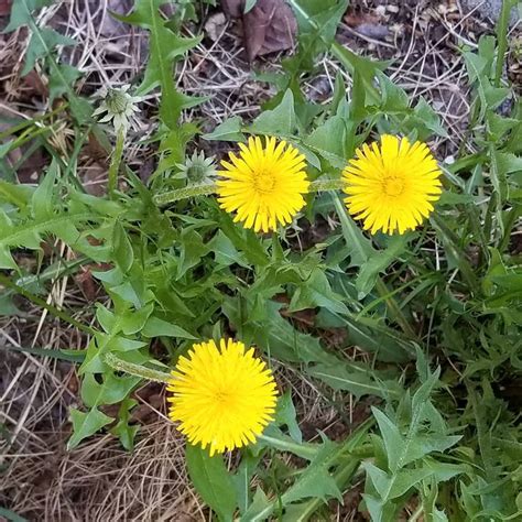 Here Are 3 Dandelions The Peddles Look Like Lions Mane Lion Mane