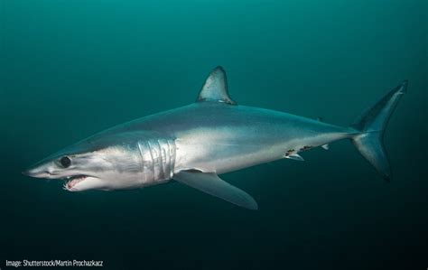 Longfin Mako Shark Oceana