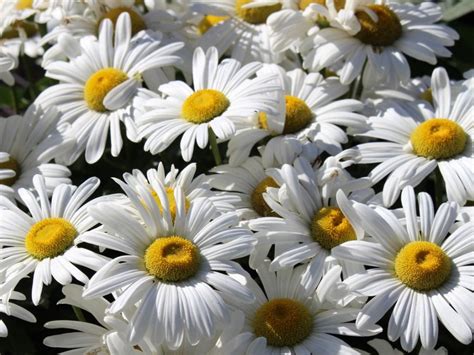 Shasta Daisy Flowers Information On How To Grow Shasta Daisy