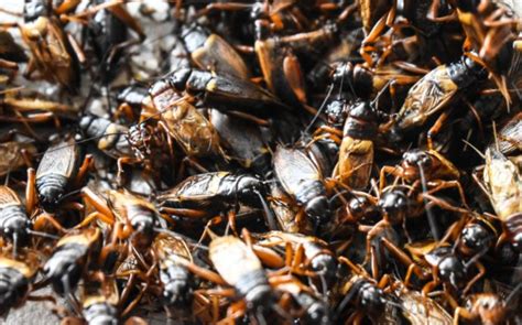 Everything You Need To Know To Keep Crickets Away From Your Baltimore