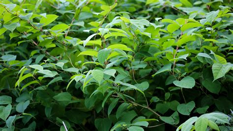 Japanese Knotweed Guide How To Remove It And Stop It From Spreading