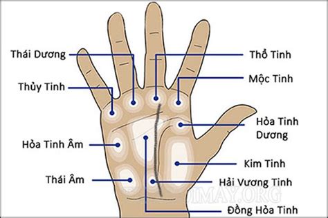 Xem Ngay Điểm Danh 10 Tên Các đường Chỉ Tay Hot Nhất Bạn Cần Biết Thiết Kế Xinh