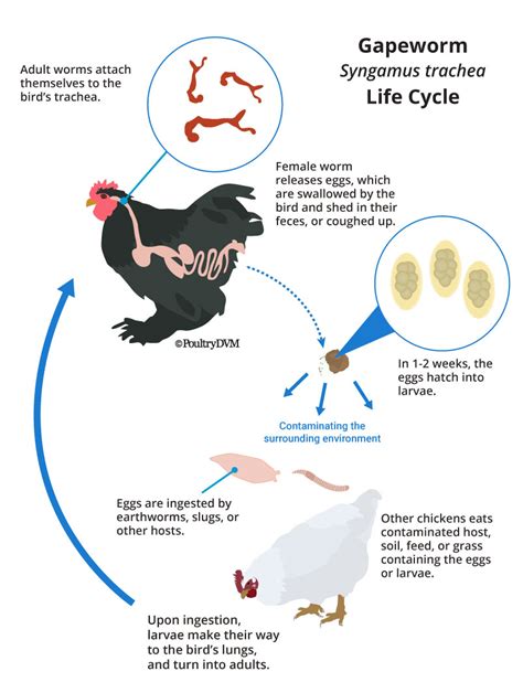 Gapeworm Infection In Chickens