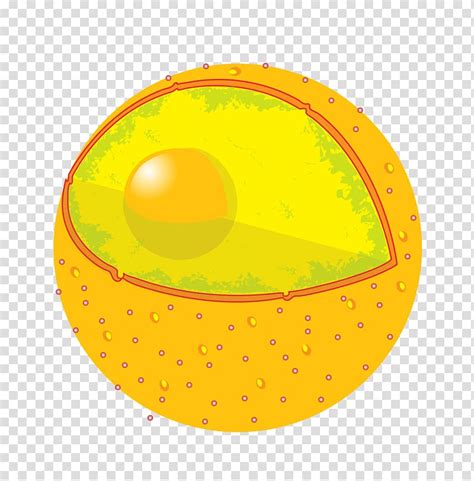 Maybe you would like to learn more about one of these? Cell nucleus Nuclear envelope Eukaryote Organelle, cell ...