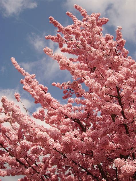 Cherry Blossoms Free Stock Photo Public Domain Pictures