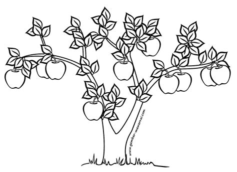 10 gambar sketsa apel simple dan mudah hallo guys bagaimana kabarnyadisini kami akan menjelaskan mengenai 10 gambar sketsa apel simple dan mudah. Mewarnai Gambar Pohon Apel - Contoh Gambar Mewarnai