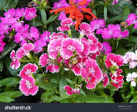Pink Dianthus Flower Dianthus Chinensis Rainbow Stock ...