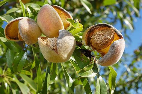 The flowers are white to pale pink with 5 petals. Getting in Touch With the Almond's Desert Roots | TakePart