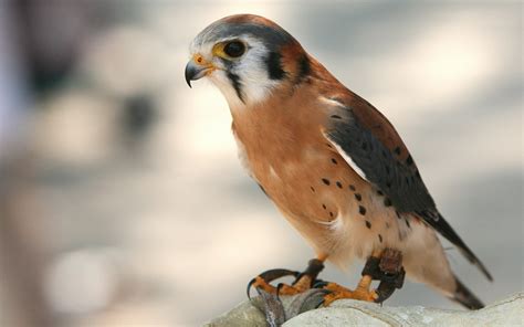 Birds of Prey wallpapers and images - wallpapers, pictures, photos