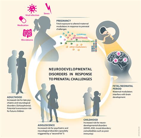 Frontiers Prenatal Immune And Endocrine Modulators Of Offsprings