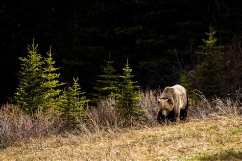 Grizzlies Spring Foraging In Kananaskis Christopher Martin Photography