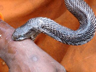 Prompt treatment may help promote recovery by minimizing symptoms. Hospital records rise in snake bite - Premium Times Nigeria