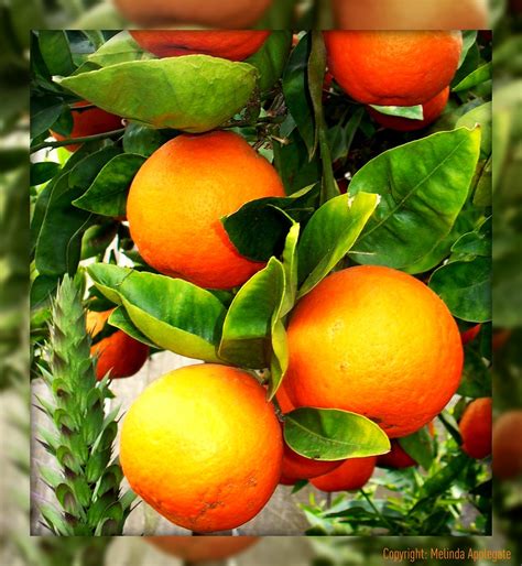 California Oranges On The Vine In San Diego California Flickr