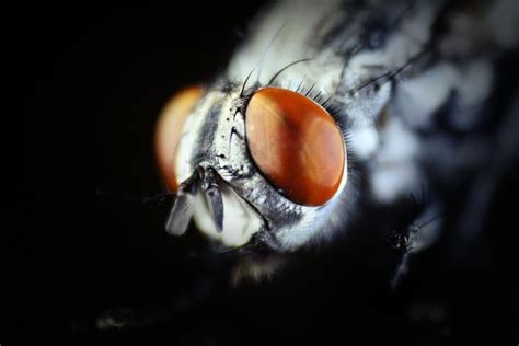 Fly Eye Macro Animalsnature Insect Insects Macro Close Up Eye