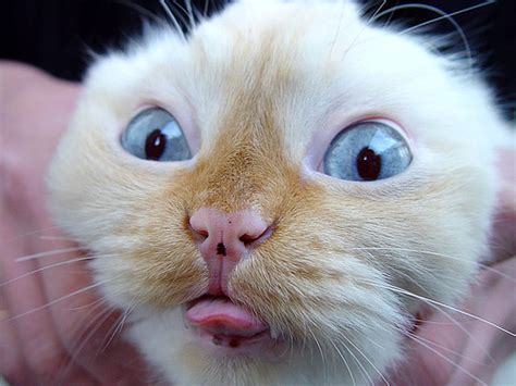 Hd Animals Funny Cat Face