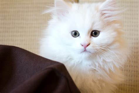 gambar jenis kucing anggora beserta harganya berita jujur