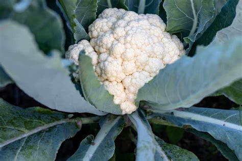 Cauliflower Planting And Care Tips Kellogg Garden Organics