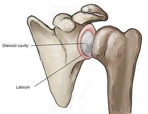 Shoulder Labral Tears Cumberland Physiotherapy Sport Rehabilitation