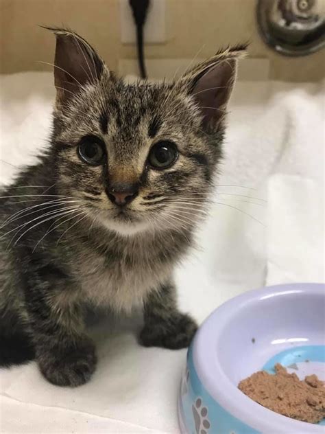List the cat in your local found lists if the cat stays in your care, be sure your local shelter places her on their found list. Woman Saves Kitten Found on the Road and Discovers His Cat ...