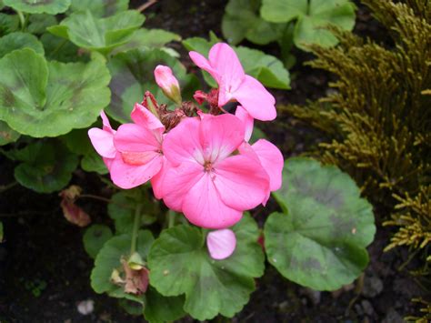 Geranium Free Stock Photo Public Domain Pictures