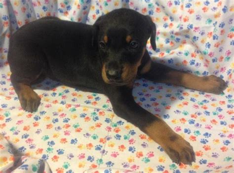 For the best experience, we recommend you upgrade to the latest version of chrome or safari. AKC DOBERMAN PINSCHER PUPPIES for Sale in Las Vegas ...