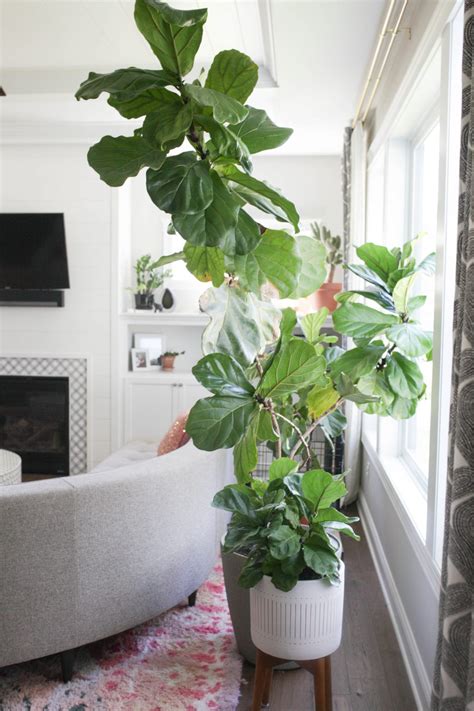 How To Grow And Care For A Fiddle Leaf Fig Tree Paisley Plants