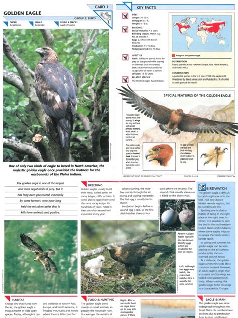 Wildlife Fact File Birds 1 10 Parrot Eagle
