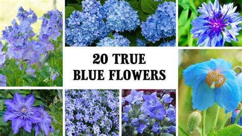Blue Flower Names With Pictures