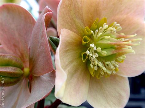 Maybe you would like to learn more about one of these? You got to love a flower that is tough enough to bloom in ...