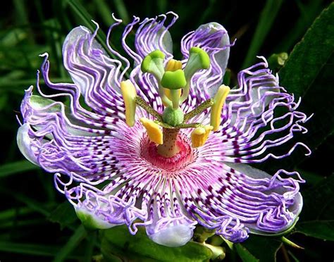 La vida es hermosa y es conveniente cuidarse y limitar el exceso, total mañana igual podremos disfrutar de la vida, que dios los bendiga. Imagen relacionada | Flores raras, Flores inusuales ...