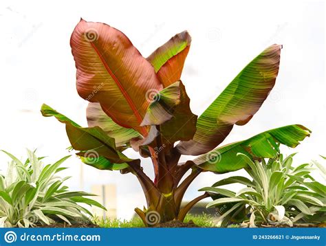 A Banana Tree with Brown Leaves Stock Image - Image of beautiful