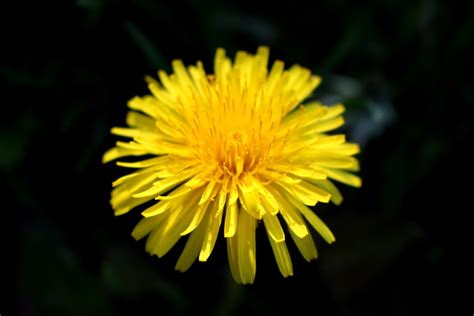 Yellow Dandelion Flower Blooms Free Image Download