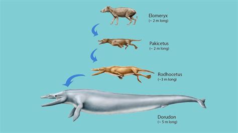 1 Evolución Evolución De Las Especies