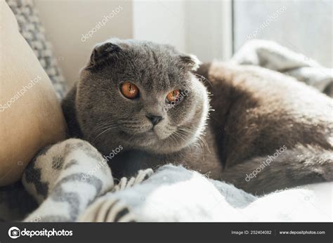 Adorable Scottish Fold Cat Blanket Lying Bed Home — Stock Photo