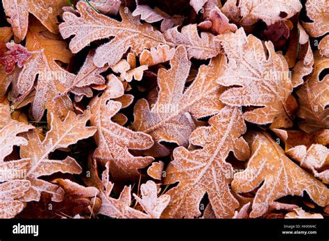 Oak Tree Leaves In Autumn Stock Photo Alamy