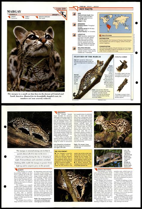 Margay 209 Mammals Wildlife Fact File Fold Out Card