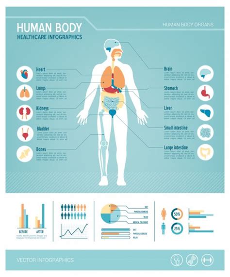 Diagram Of Human Internal Orgins Human Internal Organ Images Stock