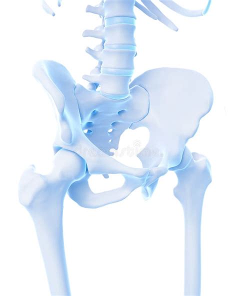 The Skeletal Hip Stock Illustration Illustration Of Spine 58448648