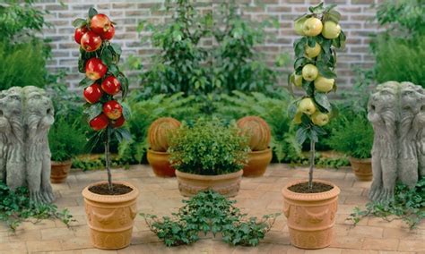 Up To 50 Off Four Patio Orchard Fruit Trees Groupon