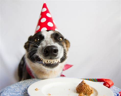 How To Make A Dog Birthday Cake Happy Birthday Dog Meme Dog Birthday