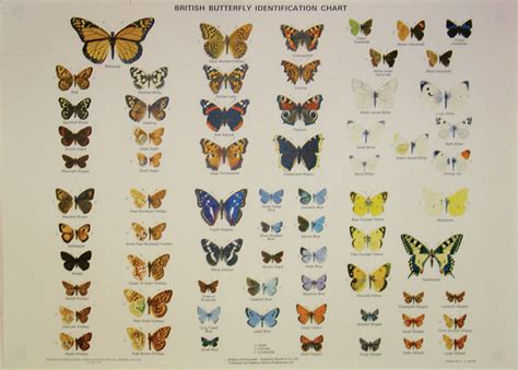 Butterfly Recognition Chart