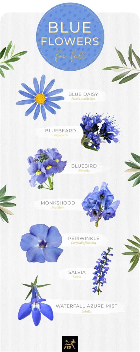 30 Types Of Blue Flowers Types Of Blue Flowers Blue Flower